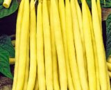 FASOLE PASTAI KG