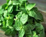 MENTĂ CASEROLĂ MICĂ