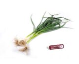 USTUROI VERDE LEGATURA