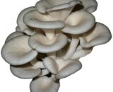 CIUPERCI PLEUROTUS 100GR
