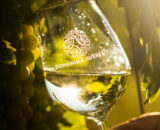 VIN DE MASA ALB DEMIDULCE MUSCAT OTTONEL AVERESTI 2L HUSI